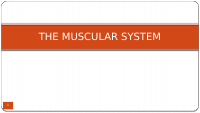 Muscular and Urinary.pptx
